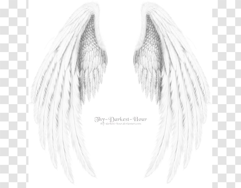 Angel Wing Black And White Image - Bird Flight Transparent PNG