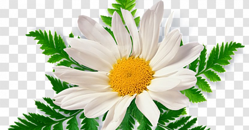 Chamomile Clip Art - Oxeye Daisy Transparent PNG