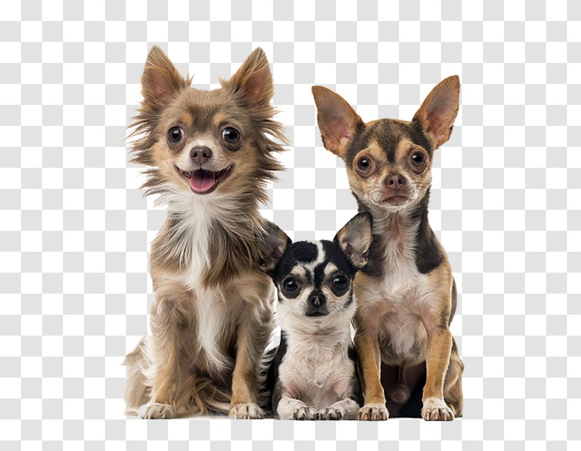 Chihuahua Russkiy Toy Puppy Bolognese Dog Bichon Frise - Like Mammal Transparent PNG