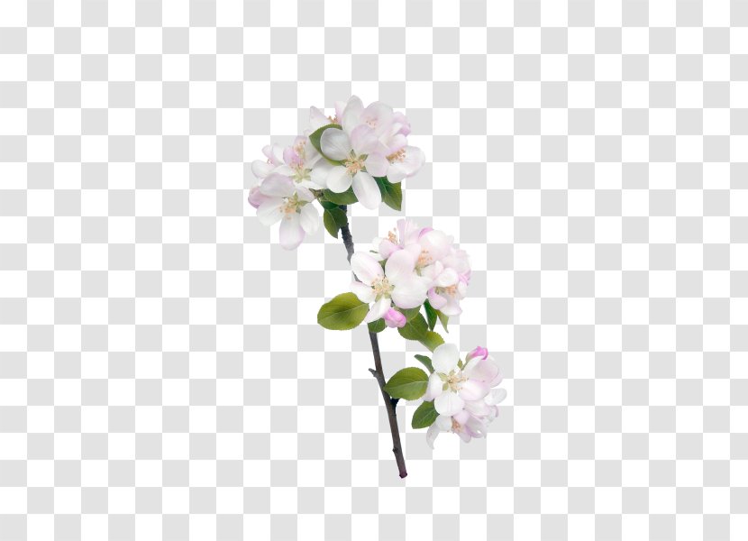 Flower Icon - Data - Peach Pink Decoration Transparent PNG