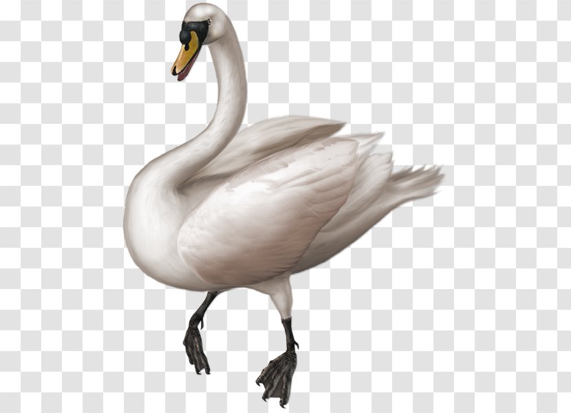 Goose Duck Mute Swan Cygnini Clip Art - Anseriformes Transparent PNG