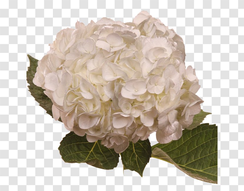 Hydrangea Cut Flowers Floral Design Petal - White - Purple Transparent PNG