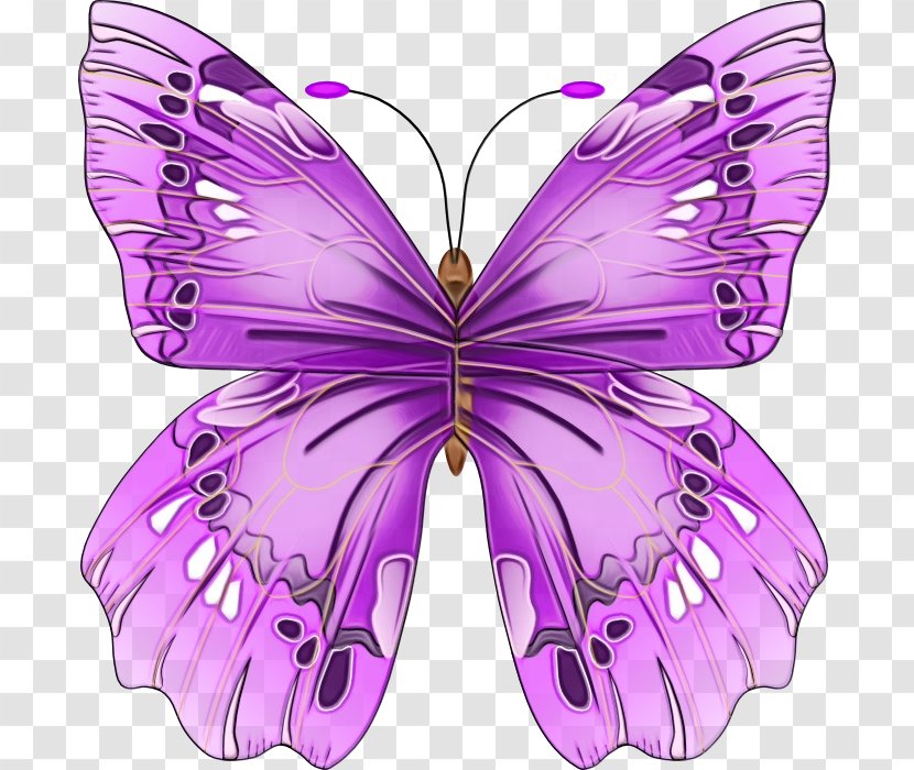 Watercolor Butterfly Background - Moths And Butterflies - Pieridae Plant Transparent PNG