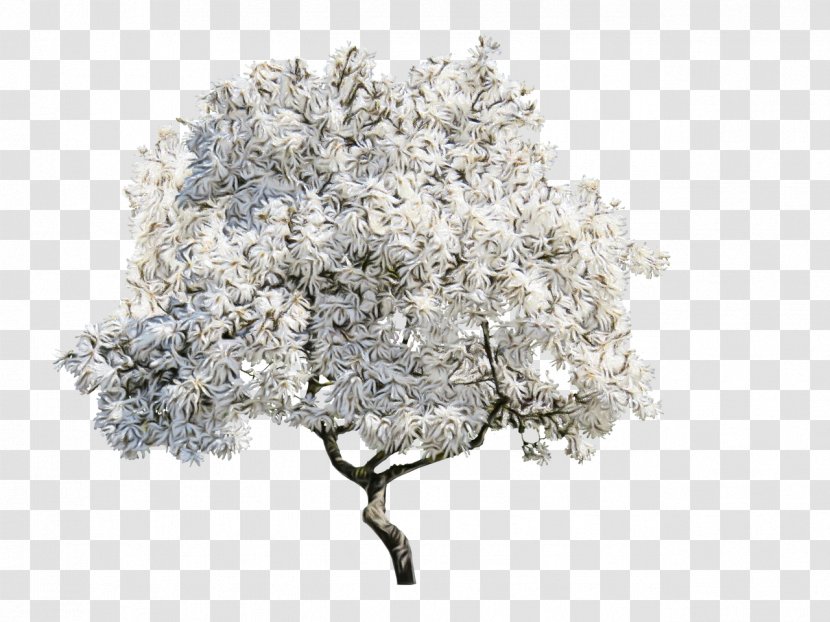 Cherry Blossom Tree - Plant - Magnolia Shrub Transparent PNG