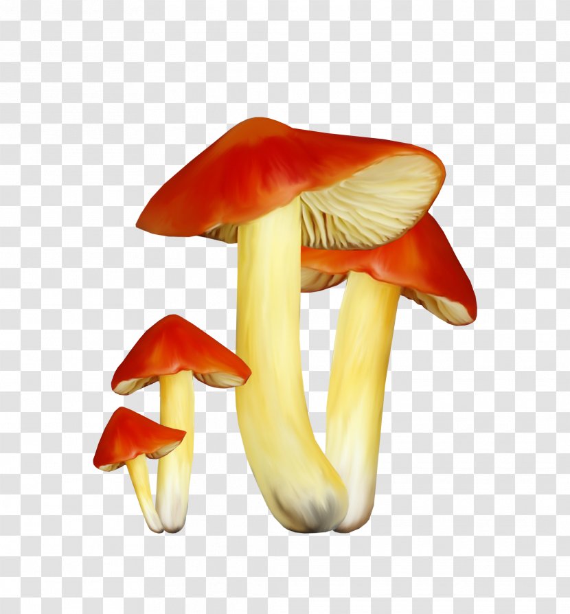 Mushroom Fungus Chart - Computer Graphics - Fungi Transparent PNG