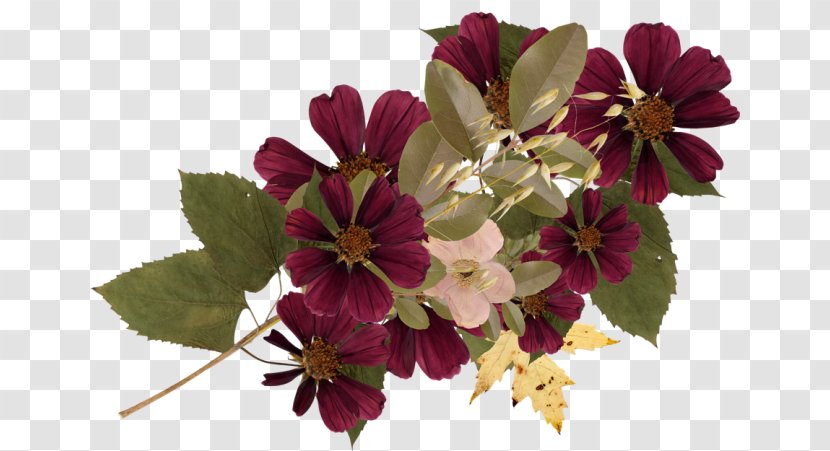Cut Flowers Chamomile - Flower Transparent PNG