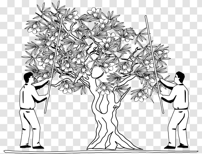 Drawing Olive Oil Coloring Book Transparent PNG
