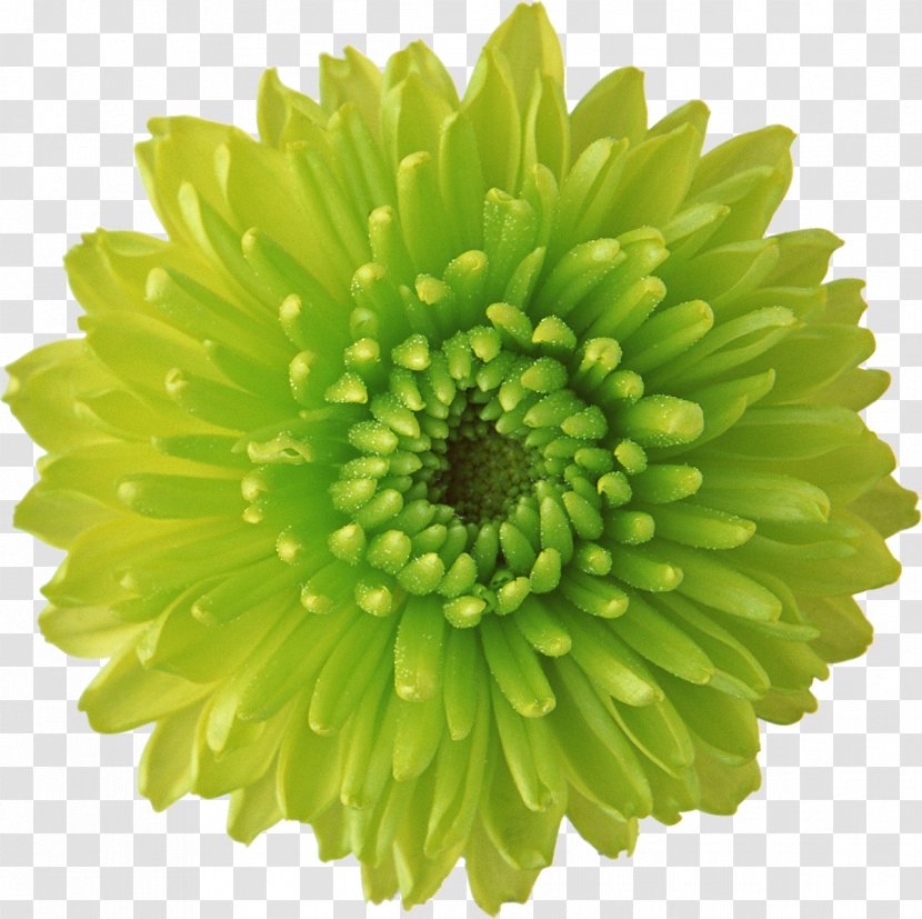 Flower Green Desktop Wallpaper Display Resolution - Cut Flowers - Chrysanthemum Transparent PNG