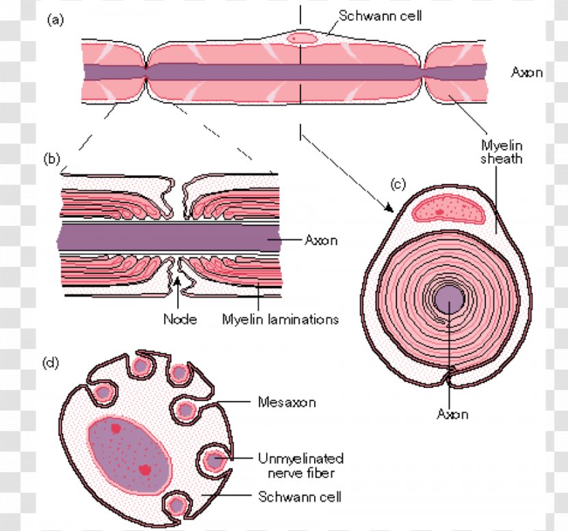 Schwann Cell Myelin Neuron Axon Nerve - Tree - SchÃ¤ferhund Transparent PNG