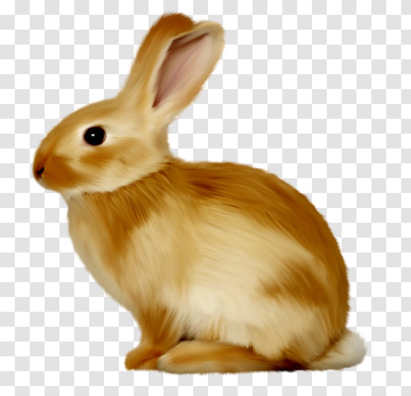 Bunnies & Rabbits Hare Clip Art - Rabits And Hares - Cute Little Bunny Transparent PNG
