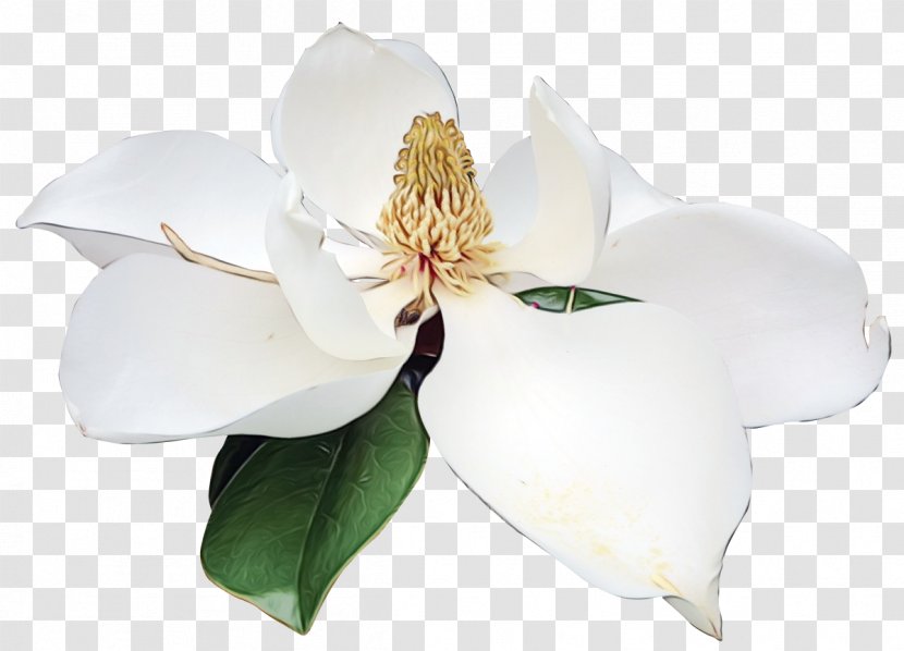 Flowering Plant Flower White Petal - Magnolia - Mock Orange Southern Transparent PNG