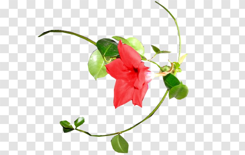 Petal Floral Design Cut Flowers Plant Stem Transparent PNG