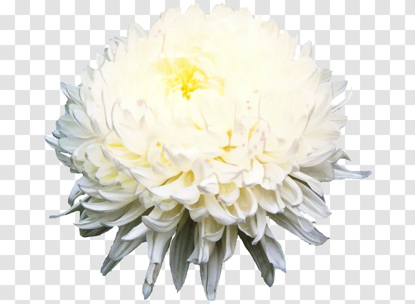 Chrysanthemum Cut Flowers Floral Design Flower Bouquet - Plant - Artificial Transparent PNG
