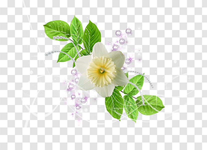 Flowering Plant Red White Green - Herbaceous - Flower Transparent PNG