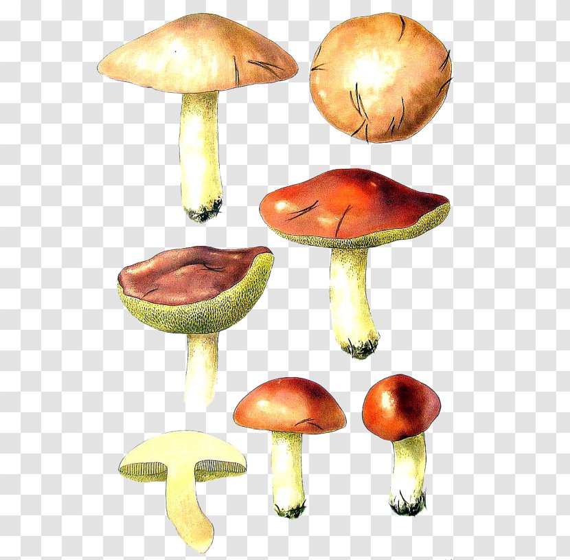 Mushroom Bird Fungus Shiitake - Edible - Hand-painted Mushrooms Transparent PNG