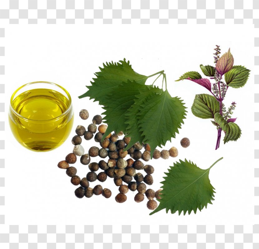 Beefsteak Plant Herb Perilla Oil Sesame - Health Transparent PNG