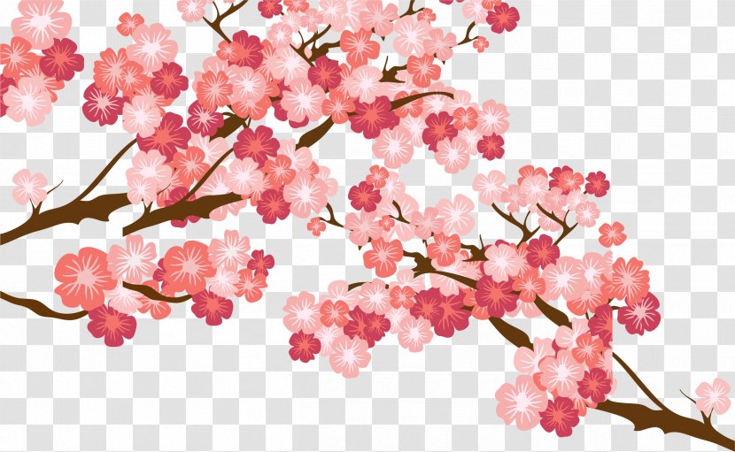 Cherry Blossom Cerasus - Pink Blossoms Transparent PNG