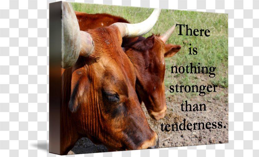 Cattle Ox Gallery Wrap Canvas Art - Tenderness Transparent PNG