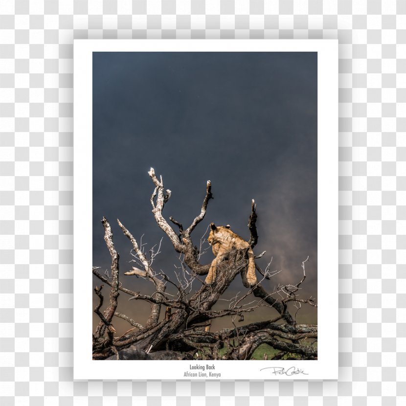 Fauna Wildlife Stock Photography Driftwood - Pride Of Lions Transparent PNG
