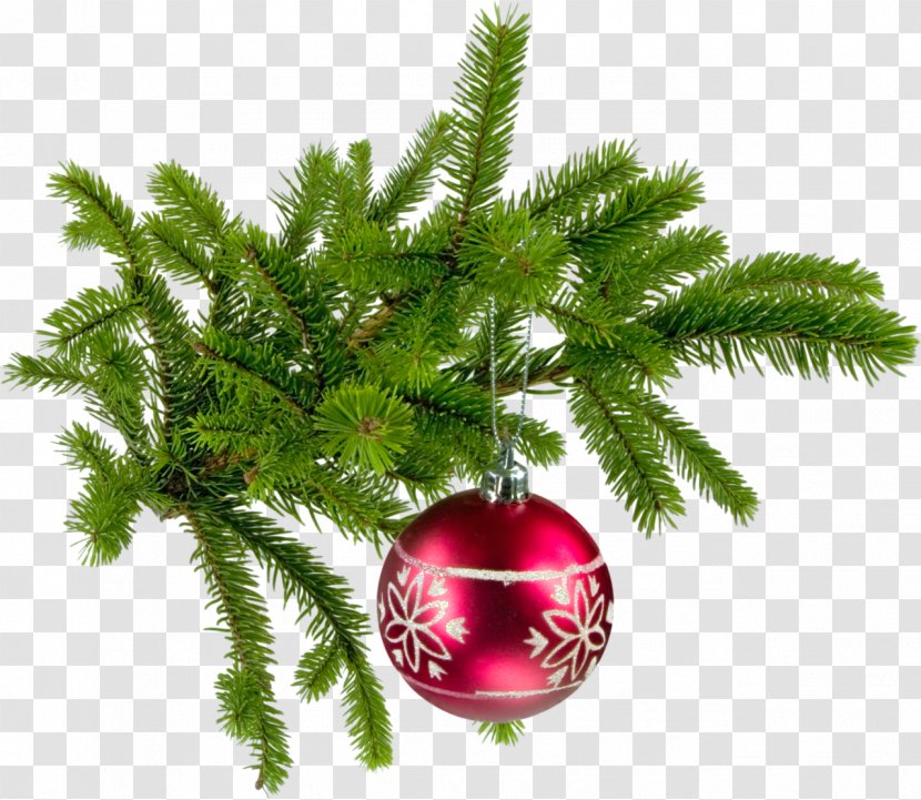 Santa Claus Christmas Tree Fir .de - Twigs Transparent PNG