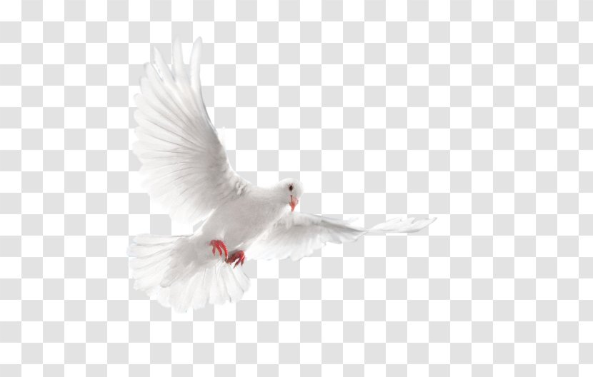 Rock Dove Bird Bald Eagle - Wing Transparent PNG