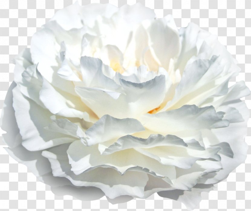 Florium Peony Istik Nursery White - Ukraine Transparent PNG