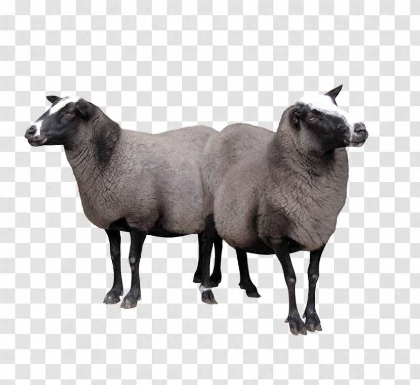 Sheep Goat Cattle - Image Resolution - Two Goats Transparent PNG
