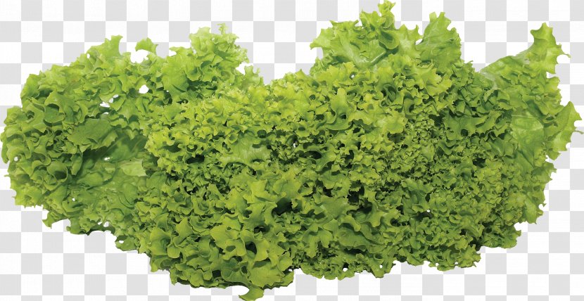 Lettuce Salad Vegetable - Bar - Green Image Transparent PNG