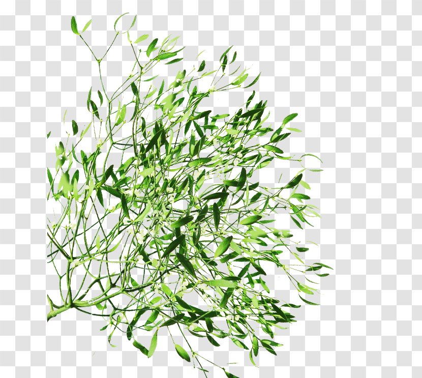 Herbalism Plant Stem Grasses Subshrub - Grass - Leaf Transparent PNG