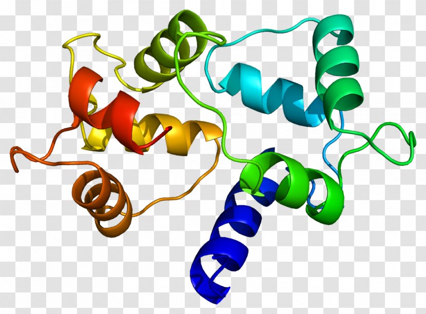 Calmodulin 1 CALM3 CALM2 Protein - Cyclindependent Kinase Transparent PNG
