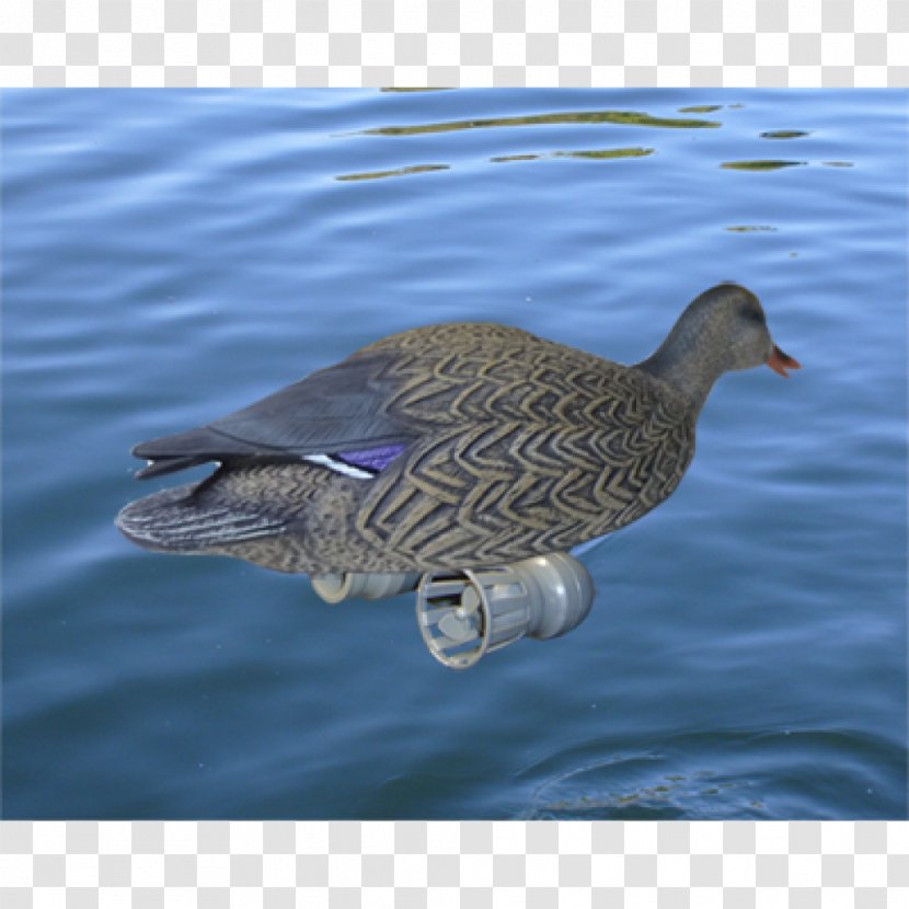 Duck Goose Mallard Bird Mergini - Seaduck - Hen Transparent PNG