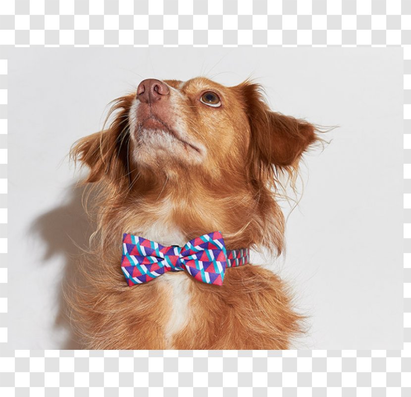 Nova Scotia Duck Tolling Retriever Bow Tie Dog Breed Companion French Bulldog - Butterfly Transparent PNG