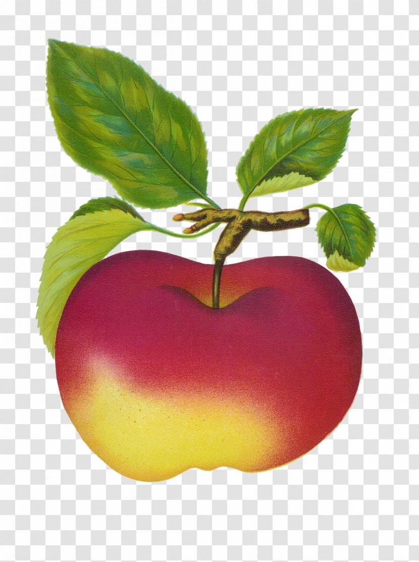 Fruit Apple Clip Art - Diet Food - Fly Transparent PNG