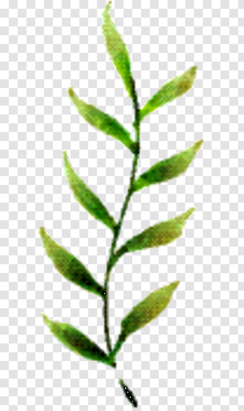 Tree Cartoon - Herbaceous Plant - Twig Transparent PNG