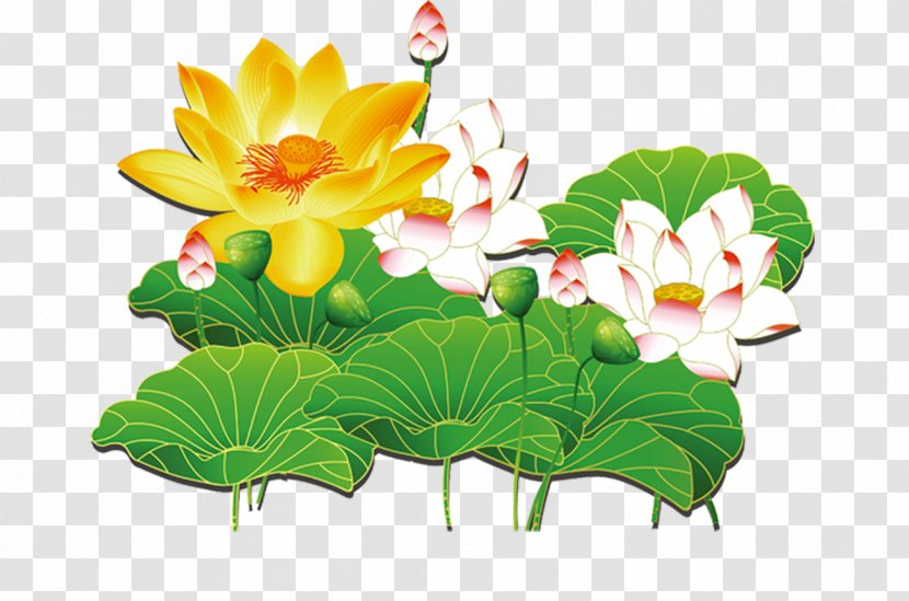 Nelumbo Nucifera Lutea Lotus Effect - Floristry - Dutch Leaf Tea Transparent PNG