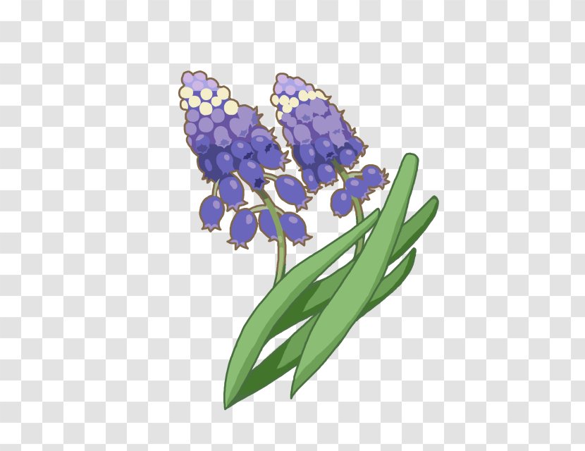 Hyacinth Cobalt Blue Violet - Iris Transparent PNG