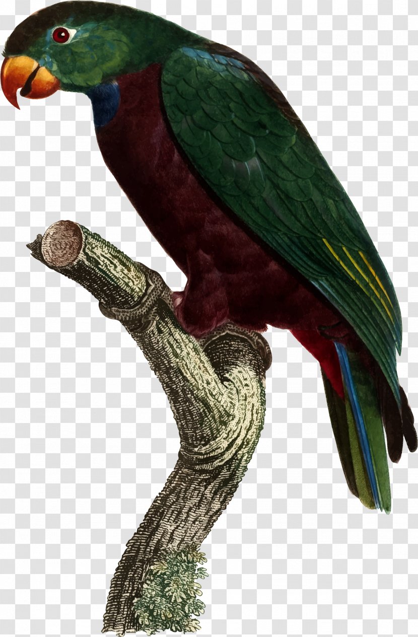 Red-billed Parrot Bird Blue-headed Macaw - Blue Transparent PNG