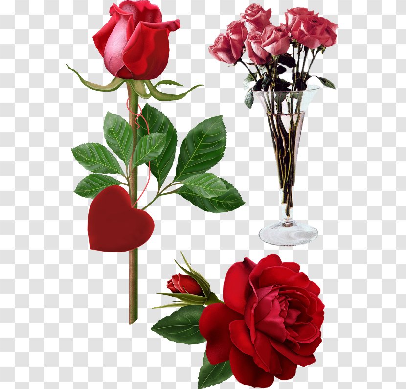 Google Images - Rose Order Transparent PNG