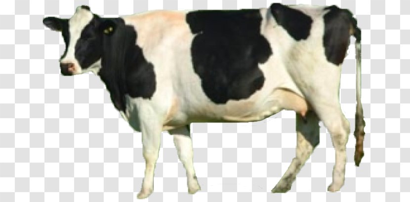 Dairy Cattle Taurine Calf Beef Animal - Sheep Transparent PNG