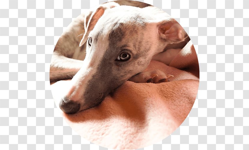 Spanish Greyhound Italian Whippet Lurcher - Azawakh - Doggo Transparent PNG