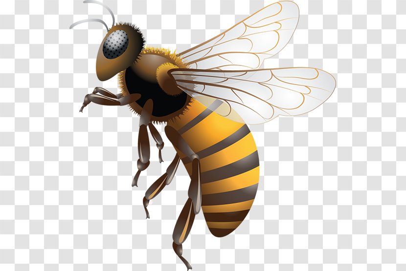 Western Honey Bee Africanized Removal Sting - Queen Transparent PNG