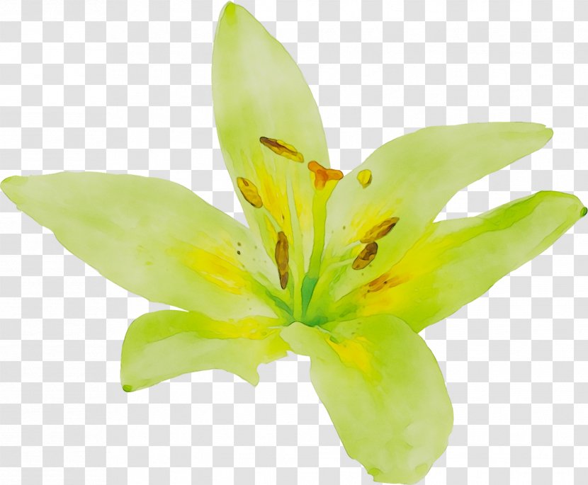 Yellow Plant Stem Plants Lily M - Wildflower Transparent PNG