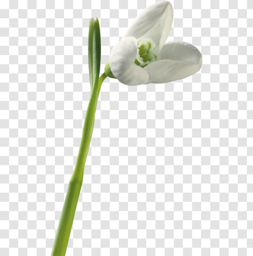 Snowdrop Jonquil Flower Clip Art - Galanthus Transparent PNG