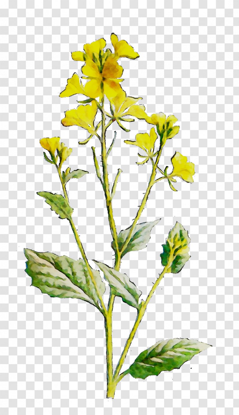 Plant Stem Subshrub Mustard Common Evening-primrose Herbalism - Hypericum - Botany Transparent PNG