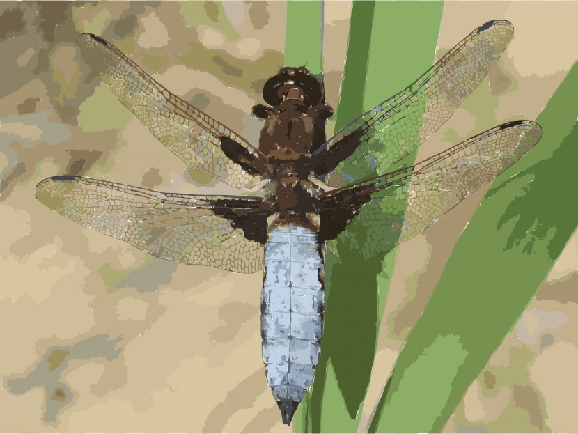 Libellula Depressa Insect Celithemis Erythemis Simplicicollis Blue Dasher - Invertebrate - Dragonfly Transparent PNG