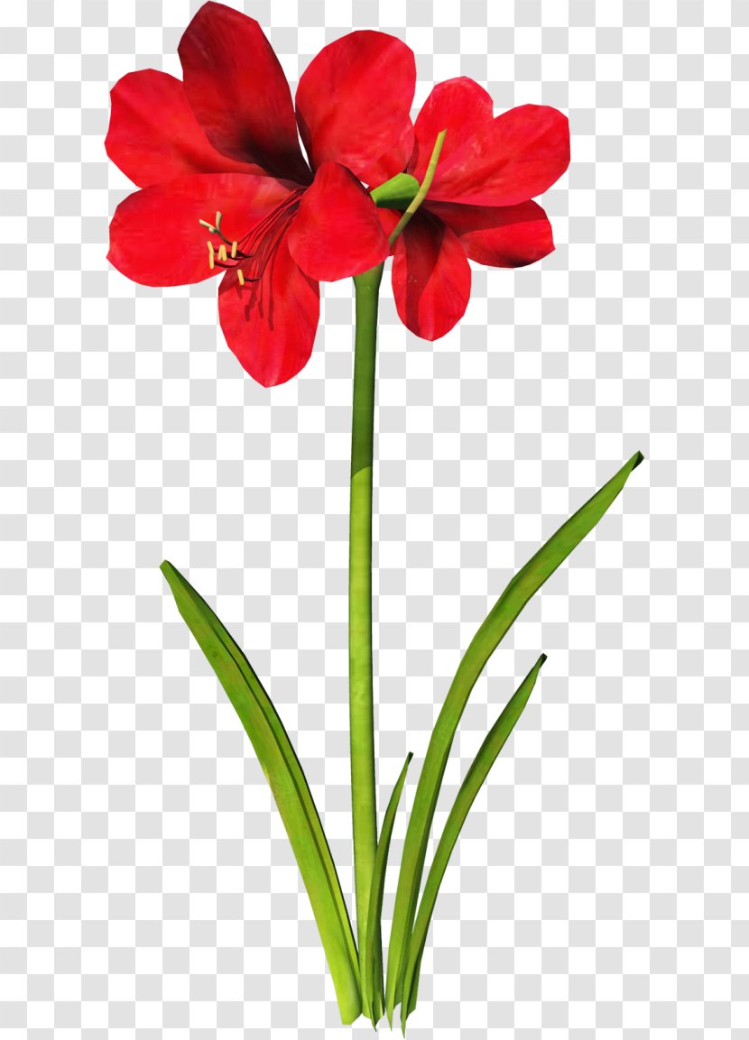 Jersey Lily Clip Art Flower - Plant - Seda Roja Transparent PNG