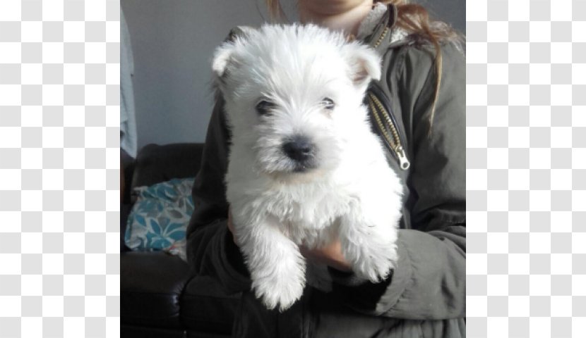 West Highland White Terrier Scottish Morkie Maltese Dog Schnoodle - Rare Breed - Puppy Transparent PNG