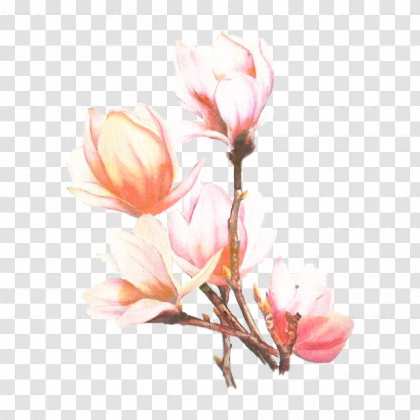 Pink Flower Cartoon - Blossom Pedicel Transparent PNG