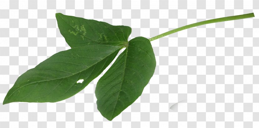 Leaf Mentha Canadensis Mint Chocolate Transparent PNG
