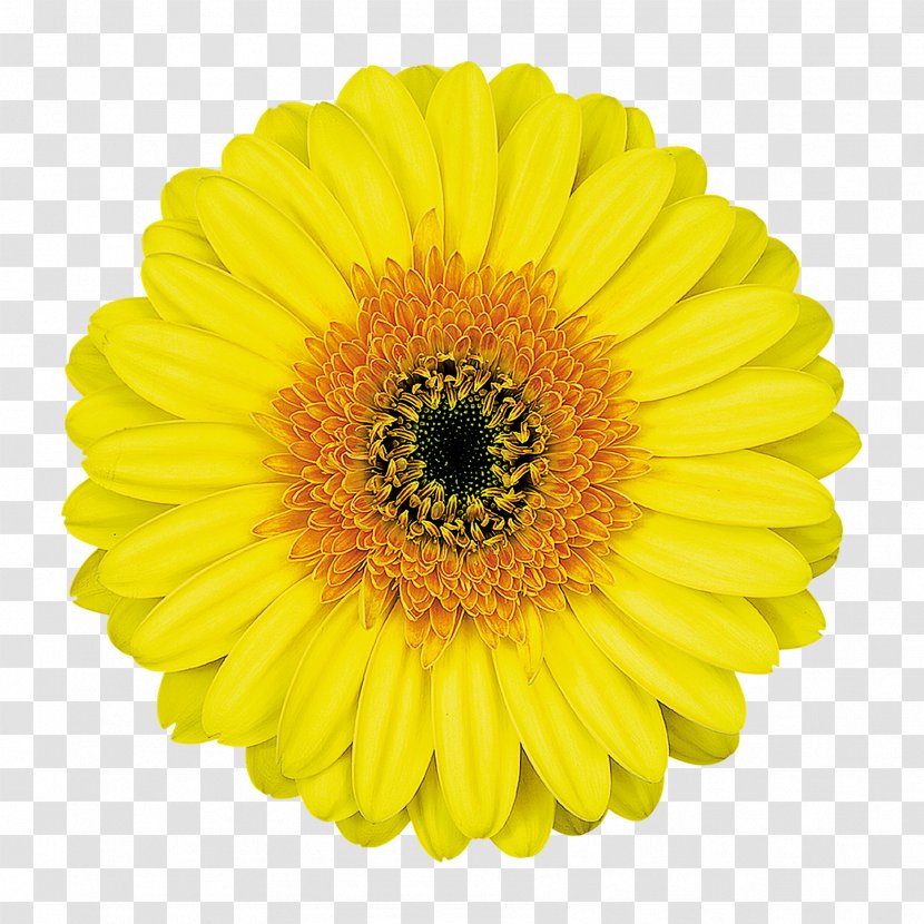 Common Daisy Transvaal Flower Clip Art - Yellow Transparent PNG